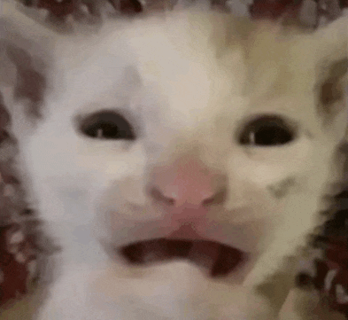 a close up of a white cat with its mouth open and a pink nose .
