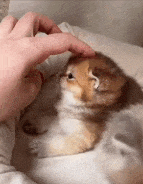 a person is petting a small brown and white kitten on a bed .
