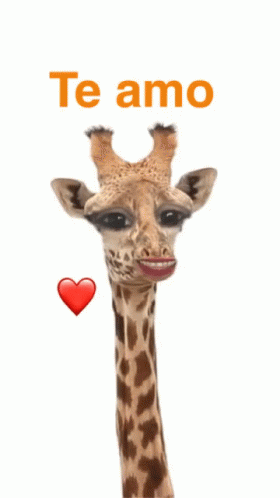 Giraffe Love GIF - Giraffe Love Amor GIFs