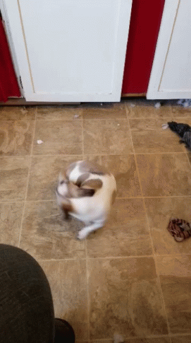 Puppy Willow GIF - Puppy Willow Spin GIFs