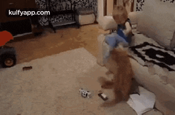 Funny Pets.Gif GIF - Funny Pets Irritating Pets Funny Pet Owner GIFs