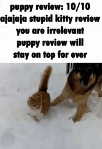 Puppy Review Dog Review GIF - Puppy Review Dog Review Review GIFs