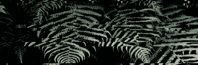 a close up of a fern with a dark background