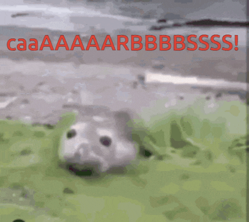 a picture of a seal with its mouth open and the words caaaaarbbbbsss on the bottom