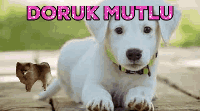 a white puppy is laying down next to a brown puppy and the words " doruk mutlu " are visible
