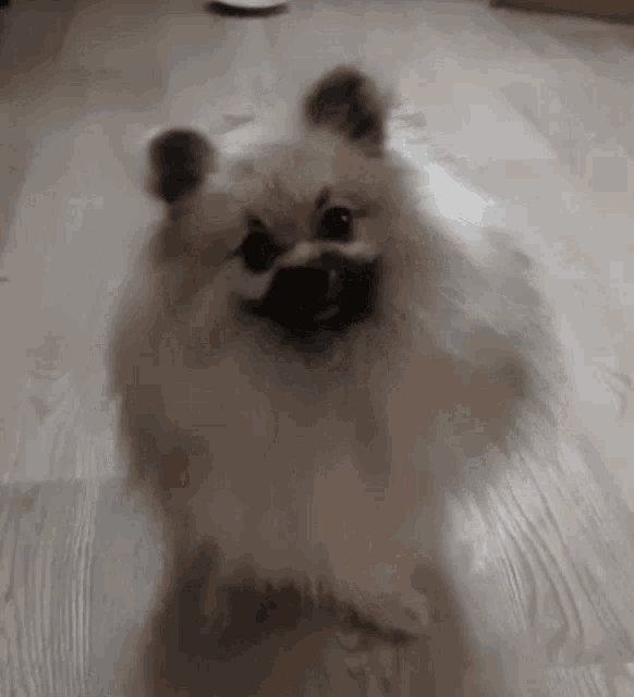 Spitz Pomeranian GIF - Spitz Pomeranian Pom Pom GIFs