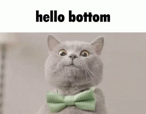 Cat Hello Bottom GIF