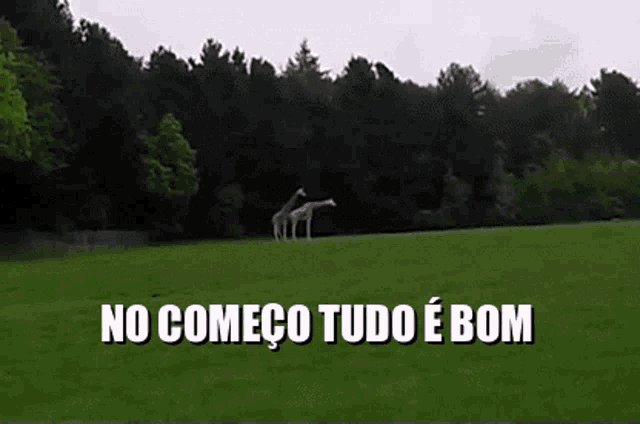 a couple of giraffes standing in a grassy field with the words no comeco tudo e bom above them