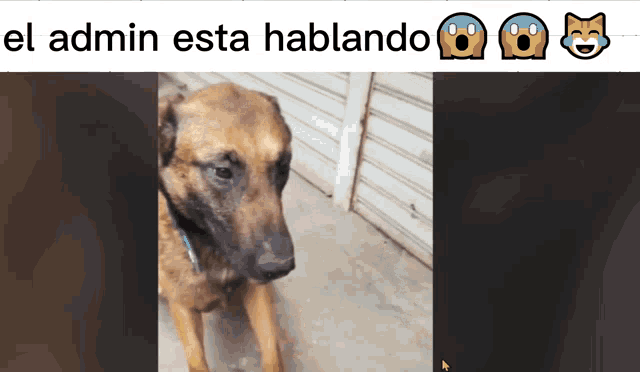 a picture of a dog with the words el admin esta hablando below it