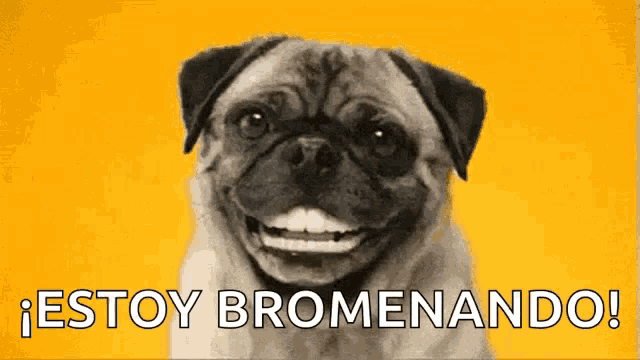 a pug dog is smiling with a yellow background and the words estoy bromeando