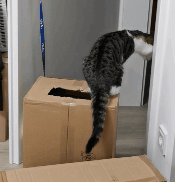 Cat Box GIF - Cat Box Attack GIFs