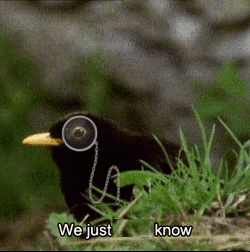a black bird with a yellow beak is sitting in the grass with the words " we just know " below it