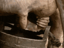 a person is milking a cow with a wooden bucket