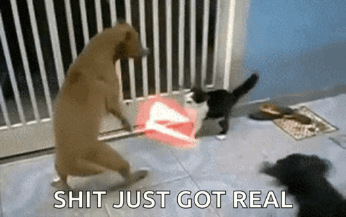 Dog Cat GIF - Dog Cat Fighting GIFs