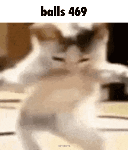 a blurred image of a cat with the words balls 469 above it