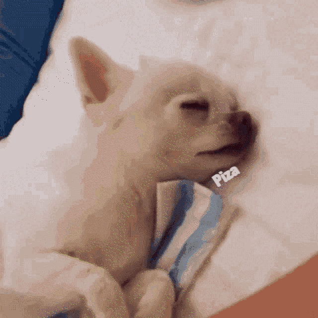 a small white dog laying on a bed with a pizza sticker on its neck