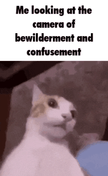 a cat is looking at the camera with a caption that says `` me looking at the camera of bewilderment and confusion ''