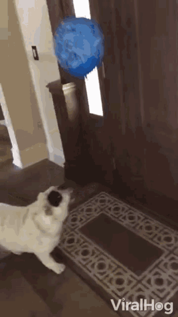 a dog is playing with a blue balloon in front of a door that says viralhog at the bottom