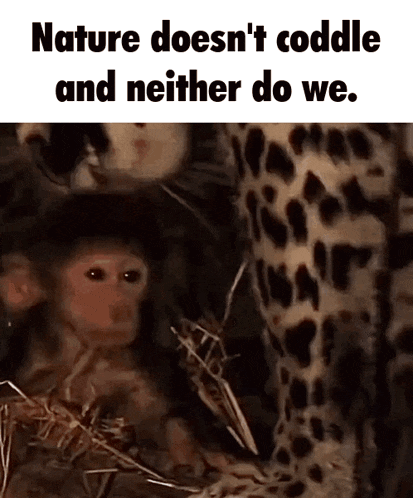 a baby monkey sitting next to a leopard with the words nature does n't coddle and neither do we