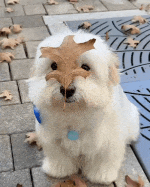 a white dog with a tag that says amber