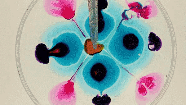 a close up of a petri dish with a pipette in the middle
