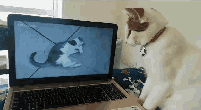 Cats Cat Tv GIF - Cats Cat Tv Watching Tv GIFs