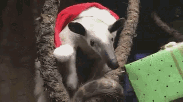 a small anteater wearing a santa hat is holding a green gift .