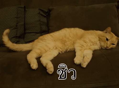 แมวน นอน ชิวๆ GIF - Cat Relaxed GIFs
