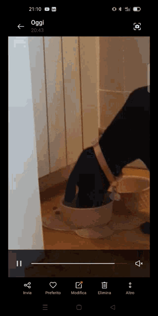 a phone screen shows a video of a dog eating from a bowl and the time is 21:10