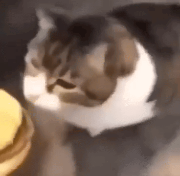 Here Kitty You Can Has Cheeseburger GIF - Here Kitty You Can Has Cheeseburger GIFs