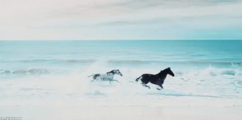 Freedom Horses GIF - Freedom Horses Water GIFs
