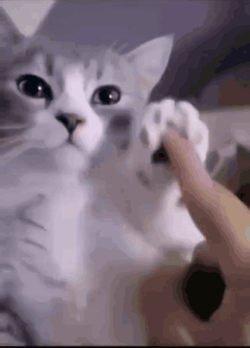Cat Wave GIF - Cat Wave Vibe GIFs