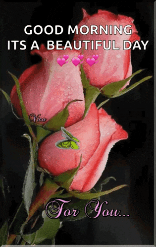 a picture of two pink roses with the words good morning its a beautiful day for you