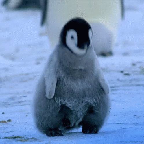Penguin Nodding GIF - Penguin Nodding Yes GIFs