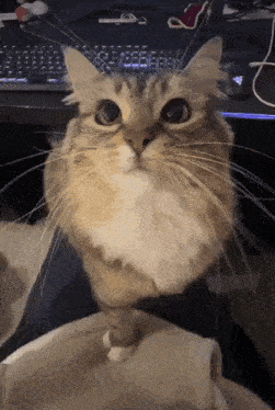 a cat is sitting on a person 's lap and looking at the camera with a keyboard in the background .