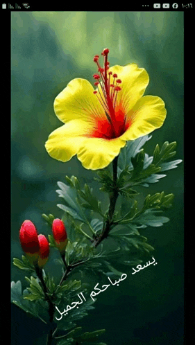 a phone screen shows a yellow flower with red stamens and the time of 1:06