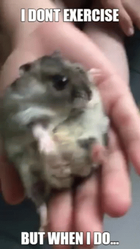Hamster Cute Hamster GIF - Hamster Cute Hamster Struggle GIFs