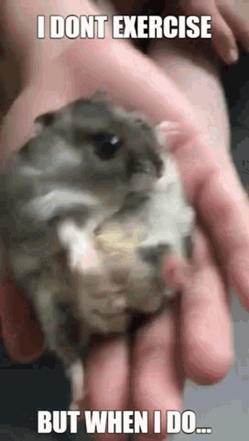 a person is holding a hamster in their hand with a caption that says i dont exercise but when i do ...