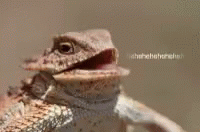 Hehehe Bearded Dragon GIF - Hehehe Bearded Dragon Meme GIFs