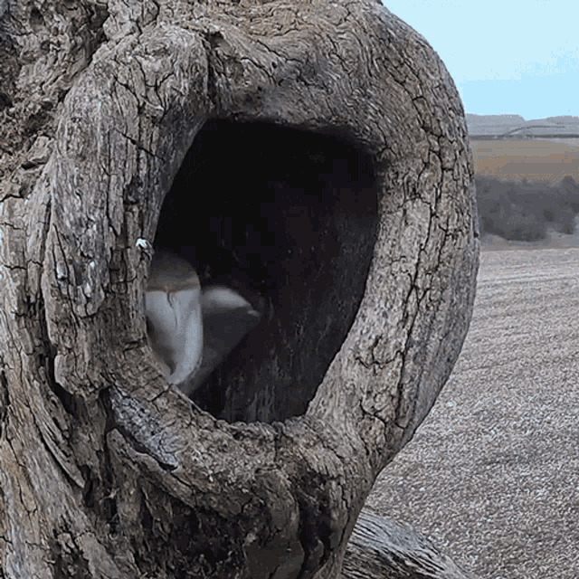 Getting Out Of The Nest Barn Owl GIF - Getting Out Of The Nest Barn Owl Robert E Fuller GIFs
