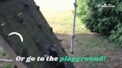Go To The Playground The Pet Collective GIF