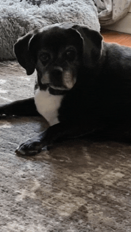 a black and white dog laying on a rug