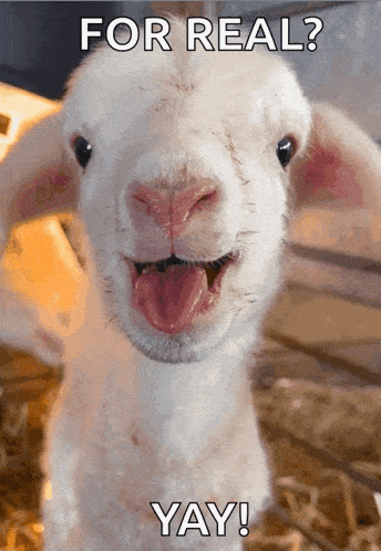 a picture of a sheep with its tongue out and the words for real yay