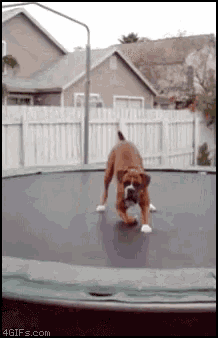 Dog Funny GIF - Dog Funny Jumping GIFs