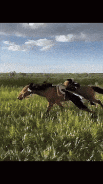two horses are running in a grassy field on a sunny day