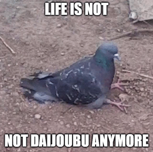 Daijoubu Not Daijoubu GIF - Daijoubu Not Daijoubu Pigeon GIFs