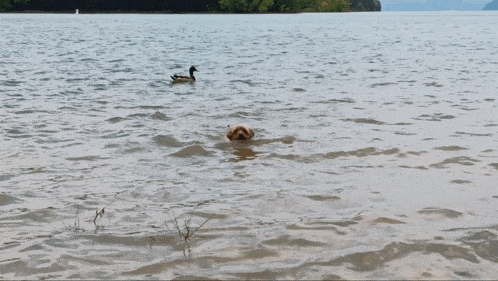 Dog Swimming Away From Duck GIF - Dog Swimming Away From Duck GIFs