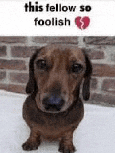 a dachshund is sitting in front of a brick wall and a broken heart .