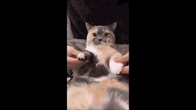 a person is holding a calico cat in their arms and petting it .