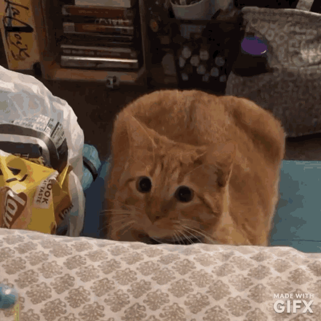 a cat is sitting on a bed next to a bag of chips